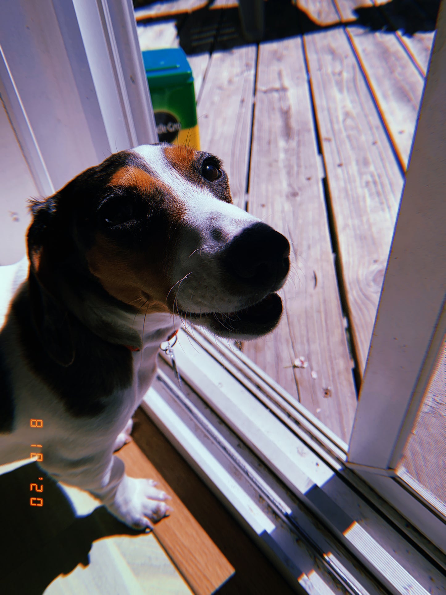 Happy Snoot