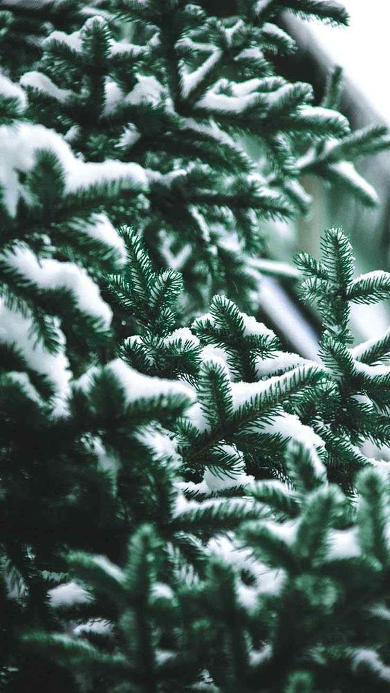 Evergreen Trio