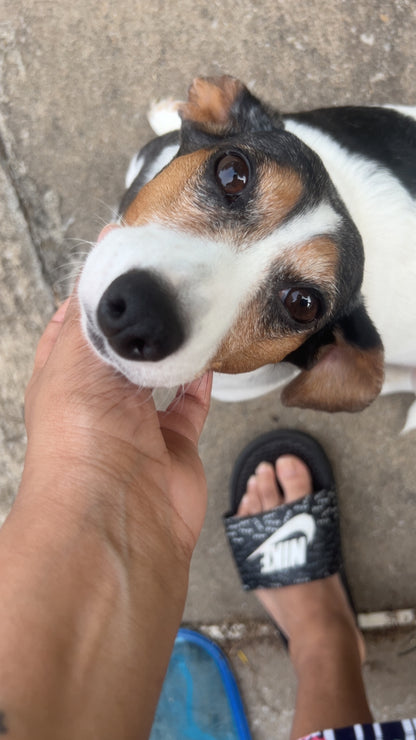 Happy Snoot