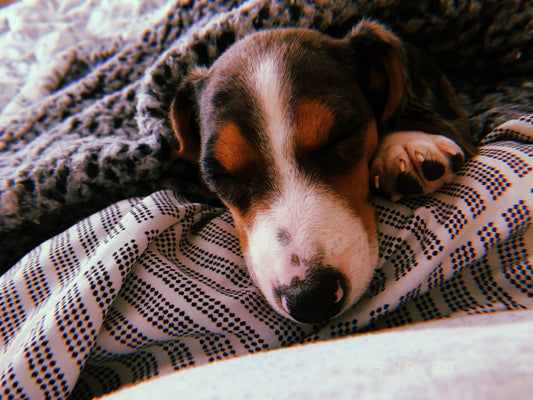Cuddle Pup