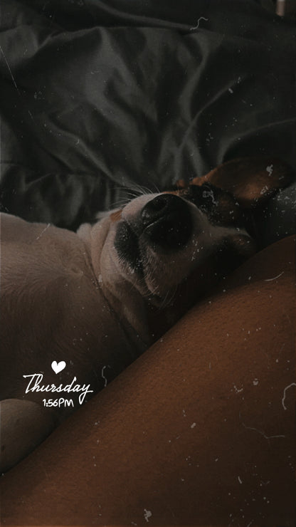 Cuddle Pup