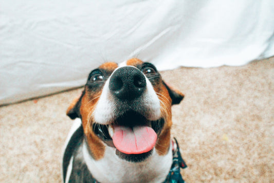 Happy Snoot
