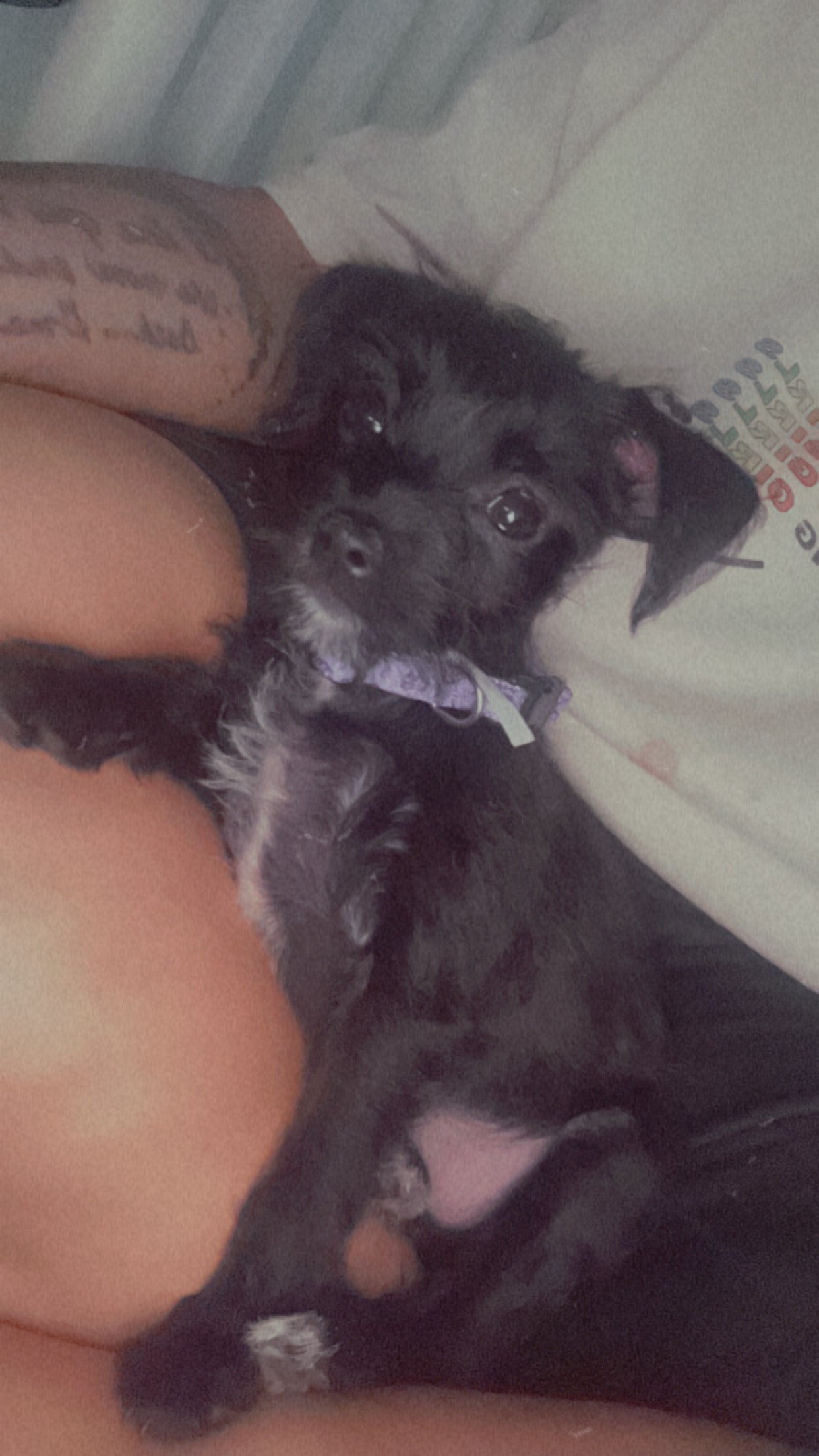 🐩 The Petite Pup Starter Set