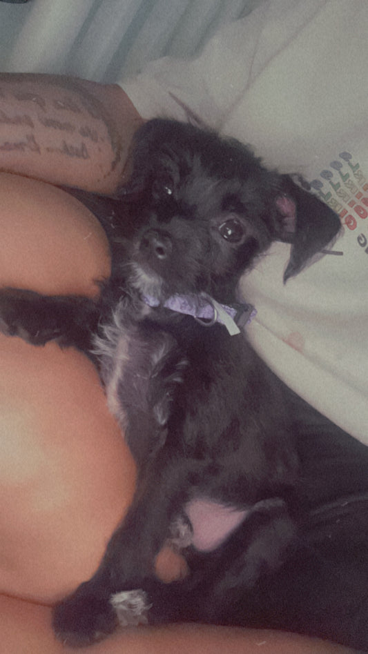 🐩 The Petite Pup Starter Set