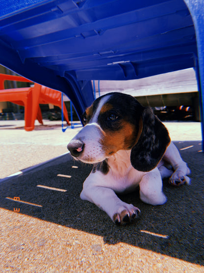 Happy Snoot