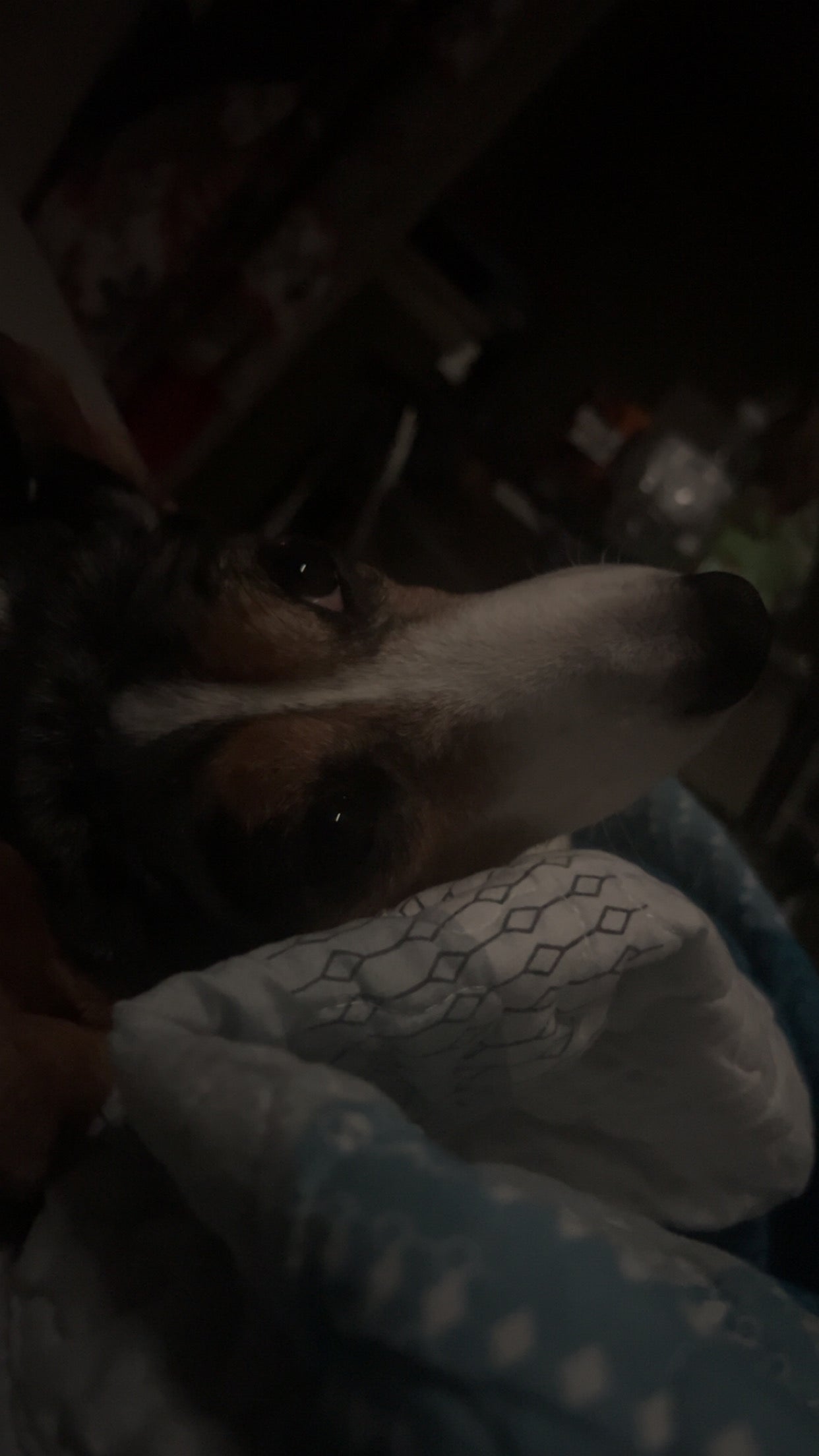 Cuddle Pup
