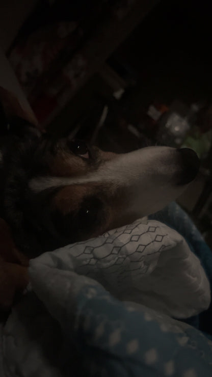 Cuddle Pup