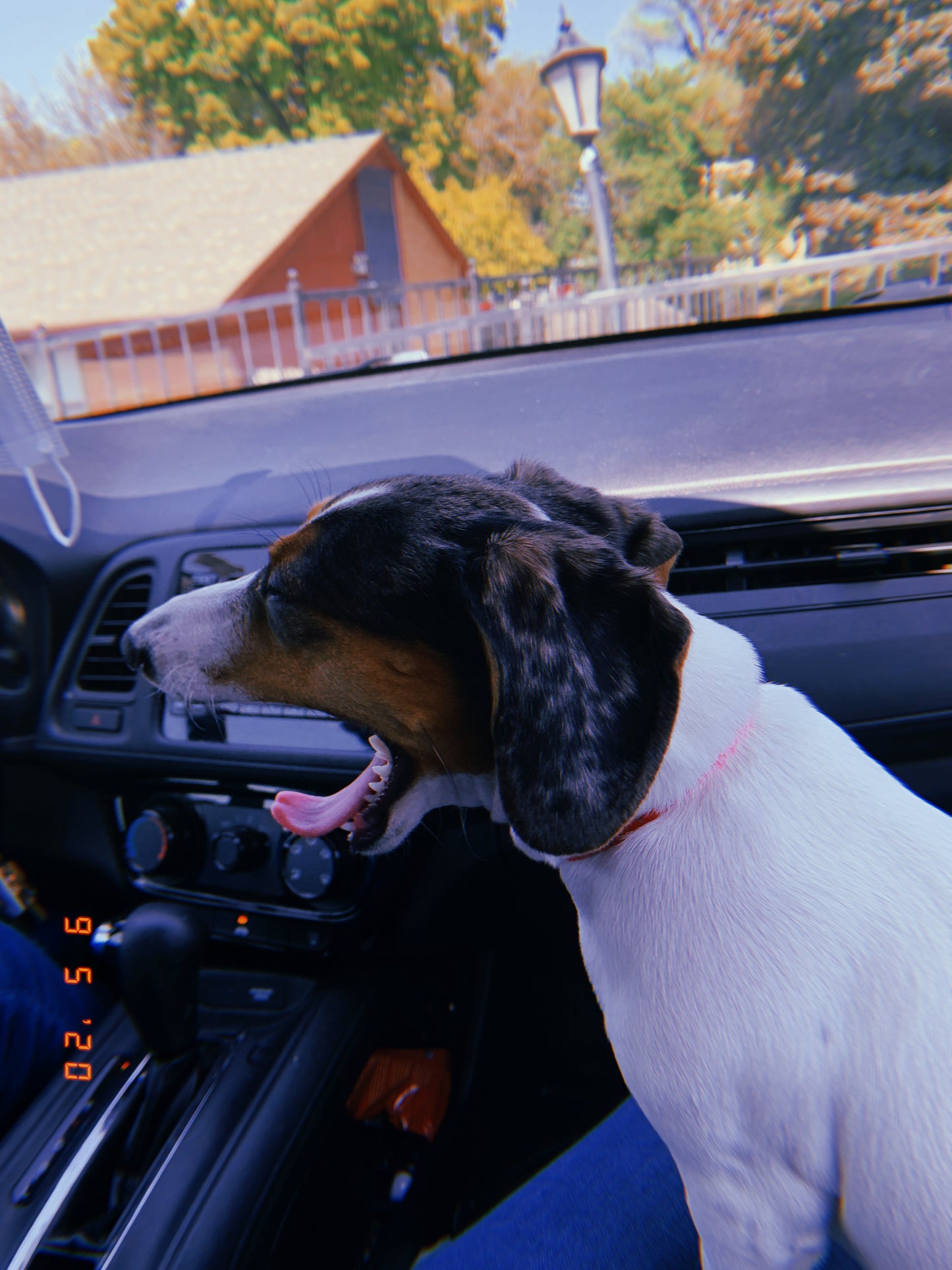 Tongue-Out Tuesday