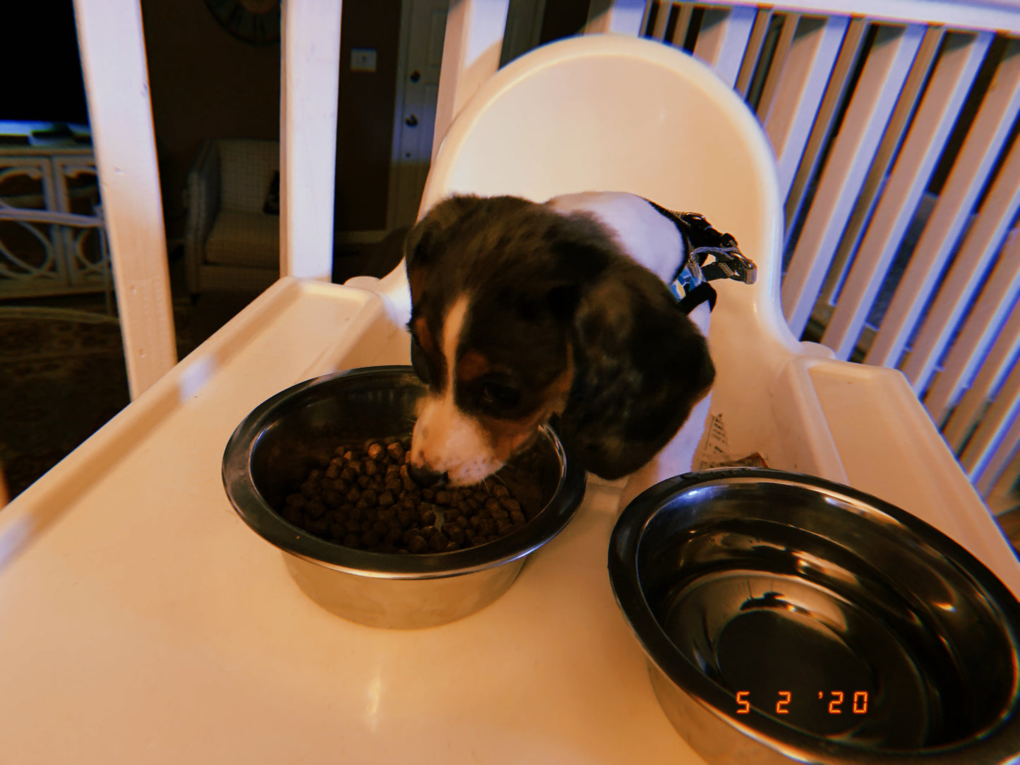 Treat Time Starter Set - The Cozy Pup Starter Set