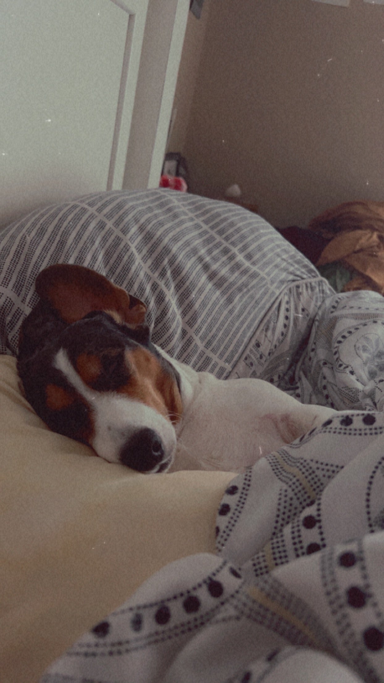 Cuddle Pup
