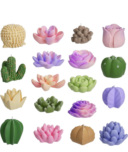 18 pack succulents 🌵