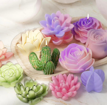 18 pack succulents 🌵