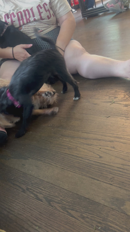 🐾 Sophie’s Zoomies